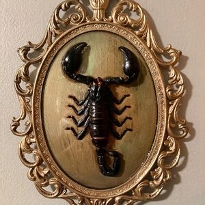 Vintage gold frame and real Black Scorpion Wall Decor